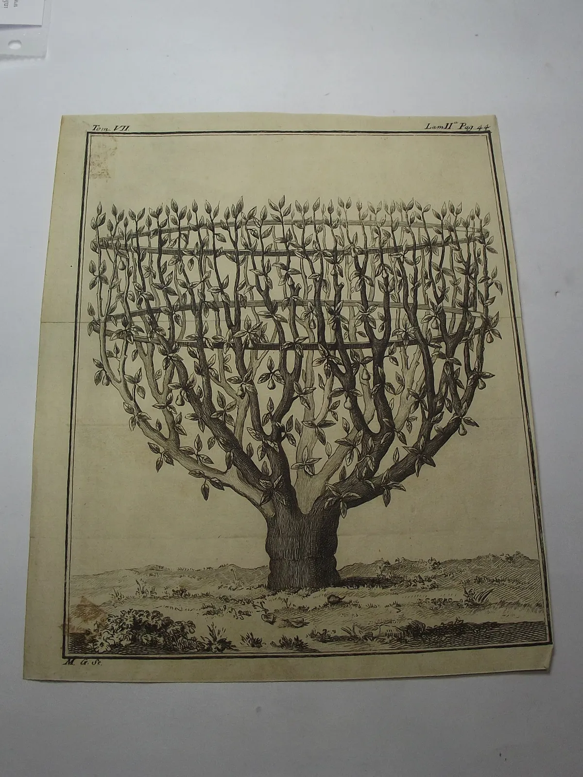 Árbol de peras, impreso de lámina de cobre