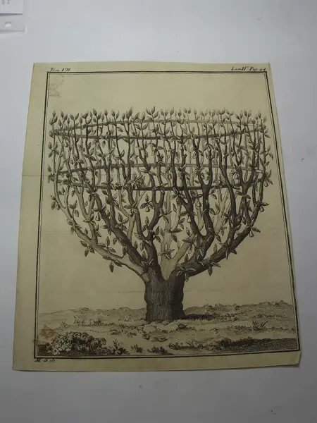 Árbol de peras, impreso de lámina de cobre